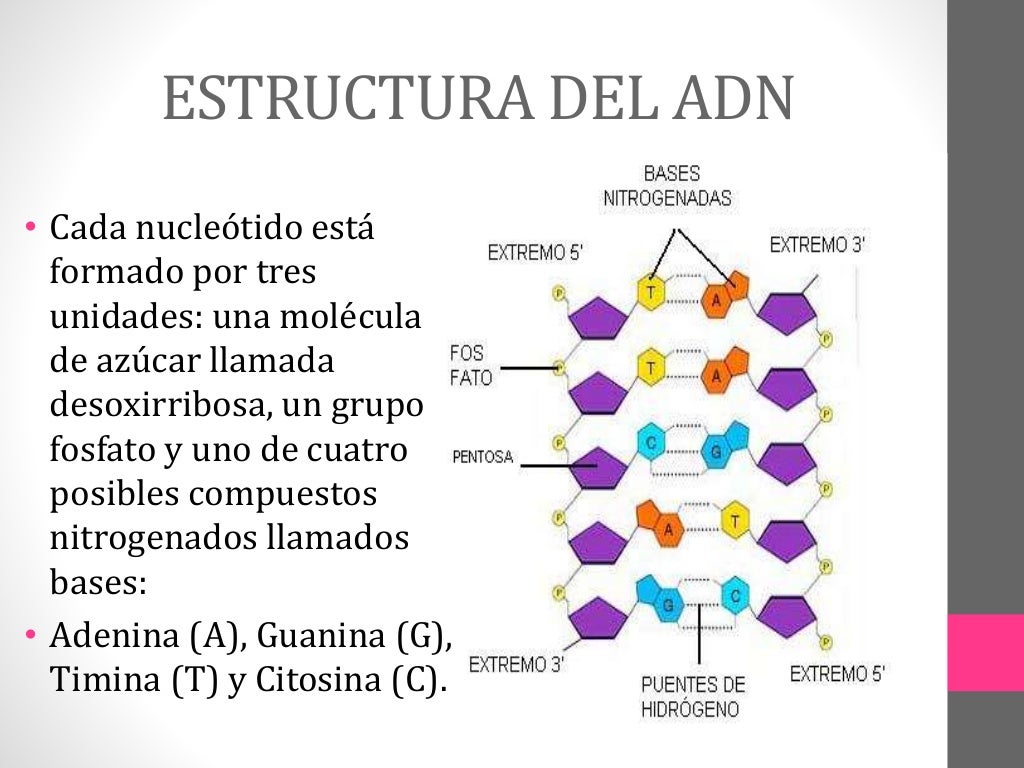 Estructura del adn