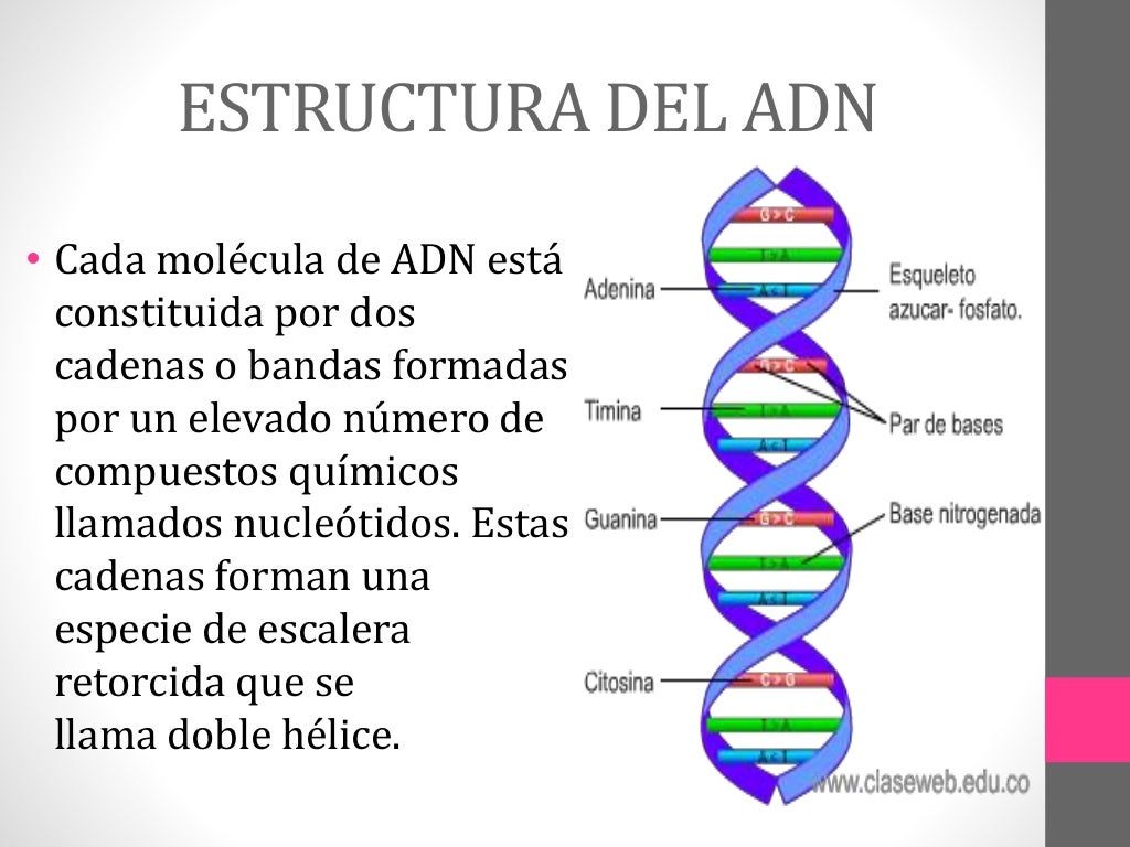 Estructura Y Funcion Del Adn