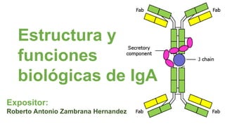Estructura y
funciones
biológicas de IgA
Expositor:
Roberto Antonio Zambrana Hernandez
 