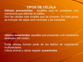 TIPOS DE CÉLULA C élulas procariontes :  aquellas que no presentan una membrana que delimite al núcleo . Son las células más simples que se conocen. En este grupo se incluyen las algas azul-verdosas y las bacterias. células eucariontes :  aquellas que presentan una membrana alrededor del núcleo . Estas células forman parte de los tejidos de organismos multicelulares. Célula animal y célula vegetal:  eucariontes 
