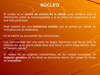 NÚCLEO El núcleo es el  centro de control   de la célula , pues contiene toda la información sobre su funcionamiento y el ...