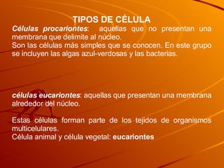 TIPOS DE CÉLULA C élulas procariontes :  aquellas que no presentan una membrana que delimite al núcleo . Son las células m...