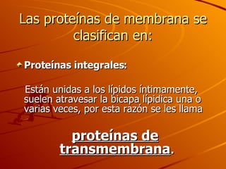 Las proteínas de membrana se clasifican en: <ul><li>Proteínas integrales: </li></ul><ul><li>Están unidas a los lípidos ínt...