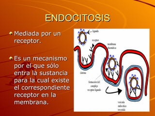 ENDOCITOSIS <ul><li>Mediada por un receptor.  </li></ul><ul><li>Es un mecanismo por el que sólo entra la sustancia para la...