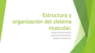 Estructura y
organización del sistema
muscular.
Gabriel Coronel Sánchez.
José David García Gámez.
Benjamín Zamudio Gil.
 