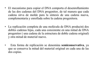 El   mecanismo para copiar el DNA comporta el desenrollamiento de las dos cadenas del DNA progenitor, de tal manera que cada cadena sirva de molde para la síntesis de una cadena nueva, complementaria y enrollada sobre la cadena progenitora. La replicación completa de una molécula de DNA producirá dos dobles cadenas hijas, cada una consistente en una mitad de DNA progenitor ( una cadena de la estructura de doble cadena original) y otra mitad de material nuevo. Esta forma de replicación se denomina  semiconservativa , ya que se conserva la mitad del material original en cada una de las dos copias.  