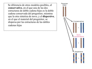 Se diferencia de otros modelos posibles, el  conservativo , en el que una de las dos estructuras de doble cadena hijas es la doble cadena conservada del progenitor, mientras que la otra sintetiza de novo, y el  dispersivo , en el que el material del progenitor, se dispersa por las estructuras de las dobles cadenas hijas   