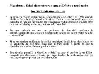 Meselson y Sthal demostraron que el DNA se replica de forma semiconservativa   La primera prueba experimental de este modelo se obtuvo en 1958, cuando Mathew Meselson y Franklin Sthal verificaron que las moléculas cuya densidad difiere en cantidades muy pequeñas podía separarse unas de otras mediante centrifugación en gradientes de densidad.  En este método se crea un gradiente de densidad mediante la centrifugación de una solución concentrada de una sal de un metal pesado, como el CsCl. Si se suspenden moléculas de ácidos nucleicos de distintas densidades en un gradiente de este tipo, cada una migrara hasta el punto en que la densidad de la solución sea igual a la suya. Esta técnica permitió a Meselson y Sthal rastrear el camino de un DNA  marcado por densidad a través de varias tandas de replicación, con los resultados que se presentan a continuación  