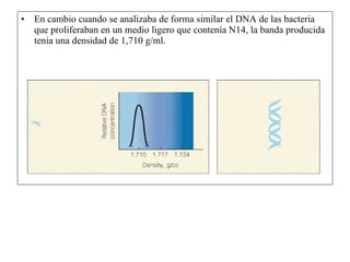 En cambio cuando se analizaba de forma similar el DNA de las bacteria que proliferaban en un medio ligero que contenía N14, la banda producida tenia una densidad de 1,710 g/ml. 
