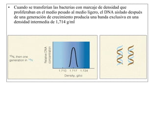 Cuando se transferían las bacterias con marcaje de densidad que proliferaban en el medio pesado al medio ligero, el DNA aislado después de una generación de crecimiento producía una banda exclusiva en una densidad intermedia de 1,714 g/ml  