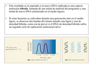 Este resultado es el esperado si el nuevo DNA replicado es una especie molecular  híbrida ,  formada de una mitad de material del progenitor y una mitad de nuevo DNA (sintetizado en el medio ligero)  Si estas bacterias se cultivaban durante una generación más en el medio ligero, se observan dos bandas del mismo tamaño una ligera y una de densidad hibrida, como era de prever si el DNA de densidad hibrida sufría un segundo ciclo de replicación semiconservativa  