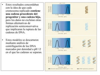 Estos resultados concordaban con la idea de que cada cromosoma replicado  contiene una cadena procedente del progenitor y una cadena hija,  pero los datos no excluían otras formas alternativas de replicación semiconservativa que implicaran la ruptura de las cadenas de DNA. Estos modelos se descartaron  mediante análisis de centrifugación de los DNA marcados por densidad a pH 12 en el que las cadenas se separan.  