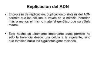 Replicación del ADN   El proceso de replicación, duplicación o síntesis del ADN permite que las células, a través de la mitosis, hereden más o menos el mismo material genético que su célula madre.  Este hecho es altamente importante pues permite no sólo la herencia desde una célula a la siguiente, sino que también hacia las siguientes generaciones. 