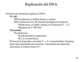 Replicación del DNA  Enzimas que sintetizan (replican) el DNA  E. coli  DNA polimerasa I (rellena huecos y repara) DNA polimerasa II y III (función principal en la síntesis) Añade bases en ambas cadenas en la dirección 5’    3’ Requiere un 3’ OH final  Eucariotas  5 polimerasas    y    principal en replicación  ,    y    exonucleasas Corrección de pruebas: actividad 3’    5’ exonucleotídica. Sustituye bases mal emparejadas por correctas ; mecanismos de reparación adicionales la reducen hasta 10 -10 