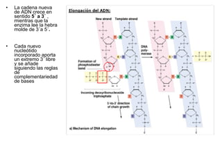 La cadena nueva de ADN crece en sentido  5´ a 3´  , mientras que la enzima lee la hebra molde de 3´a 5´ .  Cada nuevo nucleótido incorporado aporta un extremo 3´ libre y se añade siguiendo las reglas de complementariedad de bases  