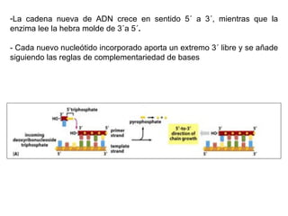 La cadena nueva de ADN crece en sentido 5´ a 3´, mientras que la enzima lee la hebra molde de 3´a 5´ .  - Cada nuevo nucleótido incorporado aporta un extremo 3´ libre y se añade siguiendo las reglas de complementariedad de bases  