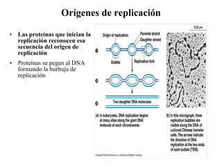 Orígenes de replicación Las proteínas que inician la replicación reconocen esa secuencia del origen de replicación Proteínas se pegan al DNA formando la burbuja de replicación 