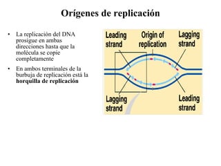 Orígenes de replicación La replicación del DNA prosigue en ambas direcciones hasta que la molécula se copie completamente En ambos terminales de la burbuja de replicación está la  horquilla de replicación 