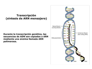 Transcripción (síntesis de ARN  mensajero ) Durante la transcripción genética, las secuencias de ADN son copiadas a ARN mediante una enzima llamada ARN polimerasa. 