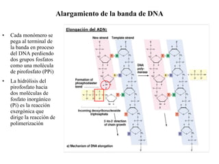 Cada monómero se pega al terminal de la banda en proceso del DNA perdiendo dos grupos fosfatos como una molécula de pirofosfato (PPi) La hidrólisis del pirofosfato hacia dos moléculas de fosfato inorgánico (Pi) es la reacción exerg ó nica que dirige la reacción de polimerización Alargamiento de la banda de DNA 