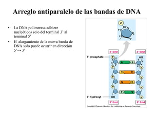 La DNA polimerasa adhiere nucleótidos solo del terminal 3’ al terminal 5’ El alargamiento de la nueva banda de DNA solo puede ocurrir en dirección 5’ -> 3’ Arreglo antiparalelo de las bandas de DNA   