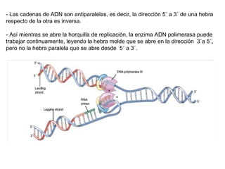 - Las cadenas de ADN son antiparalelas, es decir, la dirección 5´ a 3´ de una hebra respecto de la otra es inversa.  - Así mientras se abre la horquilla de replicación, la enzima ADN polimerasa puede trabajar continuamente, leyendo la hebra molde que se abre en la dirección  3´a 5´ ,  pero no la hebra paralela que se abre desde  5´ a 3´.  