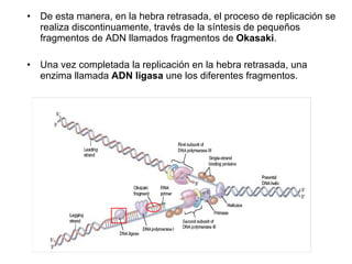 De esta manera, en la hebra retrasada, el proceso de replicación se realiza discontinuamente, través de la síntesis de pequeños fragmentos de ADN llamados fragmentos de  Okasaki .  Una vez completada la replicación en la hebra retrasada, una enzima llamada  ADN ligasa  une los diferentes fragmentos. 