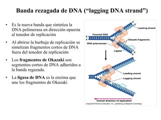 Banda rezagada de DNA (“lagging DNA strand”) Es la nueva banda que sintetiza la DNA polimerasa en dirección opuesta al tenedor de replicación Al abrirse la burbuja de replicación se sintetizan fragmentos cortos de DNA fuera del tenedor de replicación Los  fragmentos de Okazaki  son segmentos cortos de DNA adheridos a la banda regazada. La  ligasa de DNA  es la enzima que une los fragmentos de Okazaki 