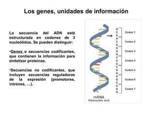 La secuencia del ADN está estructurada en codones de 3 nucleótidos. Se pueden distinguir: Genes  o secuencias codificantes, que contienen la información para sintetizar proteínas. Secuencias no codificantes, que incluyen secuencias reguladoras de la expresión (promotores, intrones, …). Los genes, unidades de información  