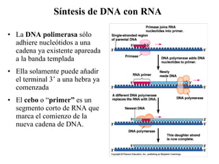 Síntesis de DNA con RNA La  DNA   polimerasa  sólo adhiere nucleótidos a una cadena ya existente apareada a la banda templada Ella solamente puede añadir el terminal 3’ a una hebra ya comenzada El  cebo  o “ primer”  es un segmento corto de RNA que marca el comienzo de la nueva cadena de DNA. 
