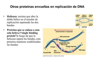 Otras proteínas envueltas en replicación de DNA   Helicasa : enzima que abre la doble hélice en el tenedor de replicación separando las dos bandas Proteína que se enlaza a una sola hebra (“single binding protein”):  luego de que la helicaza separa las bandas, esta proteína mantiene estabilizadas las bandas 