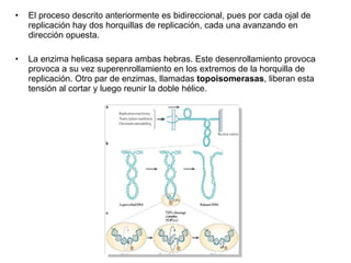 El proceso descrito anteriormente es bidireccional, pues por cada ojal de replicación hay dos horquillas de replicación, cada una avanzando en dirección opuesta.  La enzima helicasa separa ambas hebras. Este desenrollamiento provoca provoca a su vez superenrollamiento en los extremos de la horquilla de replicación. Otro par de enzimas, llamadas  topoisomerasas , liberan esta tensión al cortar y luego reunir la doble hélice. 