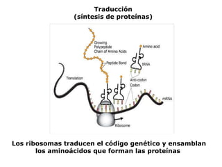 Los ribosomas traducen el código genético y ensamblan los aminoácidos que forman las proteínas   Traducción (síntesis de proteínas) 