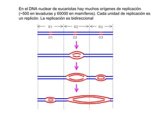 En el DNA nuclear de eucariotas hay muchos orígenes de replicación (~500 en levaduras y 60000 en mamíferos). Cada unidad de replicación es un replicón. La replicación es bidireccional 