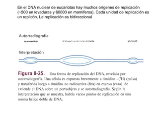 En el DNA nuclear de eucariotas hay muchos orígenes de replicación (~500 en levaduras y 60000 en mamíferos). Cada unidad de replicación es un replicón. La replicación es bidireccional 