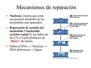 Mecanismos de reparación   Nucleasa : enzima que corta una porción alrededor de los nucleótidos mal apareados. Reparación de escisión del nucleótido (“nucleotide excision repair”) : los daños de luz UV a la piel producen un  “ dimer”   de timina. Da ñ os al DNA  -> Nucleasa -> DNA polimerasa -> ligaza 