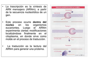 La trascripción es la síntesis de ARN mensajero (ARNm), a partir de la secuencia nucleotídica de un gen.  Este proceso ocurre  dentro del núcleo  en los organismos eucariontes. Luego el ARNm experimenta ciertas modificaciones localizándose finalmente en el citoplasma, en donde sirve como molde en el proceso de traducción. La traducción es la lectura del ARNm para generar una proteína.  