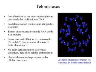 Telomerasas Los telómeros se van acortando según van ocurriendo las replicaciones DNA Las telomeras son enzimas que alargan los tel ó meros Tienen una secuencia corta de RNA unido a su proteína La secuencia de RNA sirve como molde (“template”) para extender el tel ó mero hasta el terminal 3’ No están activamente en las células somáticas, pero si en células embrionarias Anormalmente están presentes en las células cancerosas Los punto anaranjados marcan los  tel ó meros en cromosomas de ratón 