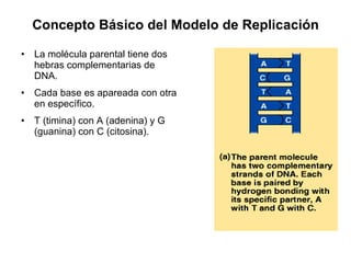 Concepto Básico del Modelo de Replicación La molécula parental tiene dos hebras complementarias de DNA. Cada base es apareada con otra en específico. T (timina) con A (adenina) y G (guanina) con C (citosina). 