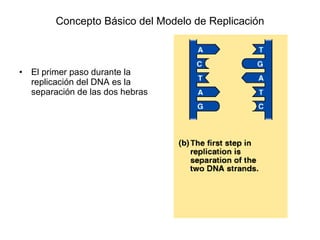 Concepto Básico del Modelo de Replicación El primer paso durante la replicación del DNA es la separación de las dos hebras 
