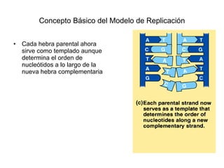 Concepto Básico del Modelo de Replicación Cada hebra parental ahora sirve como templado aunque determina el orden de nucleótidos a lo largo de la nueva hebra complementaria 