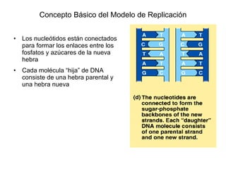 Concepto Básico del Modelo de Replicación Los nucleótidos están conectados para formar los enlaces entre los fosfatos y azúcares de la nueva hebra Cada molécula “hija” de DNA consiste de una hebra parental y una hebra nueva 