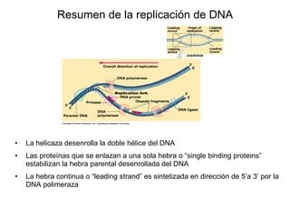 Resumen de la replicación de DNA La helicaza desenrolla la doble hélice del DNA Las proteínas que se enlazan a una sola hebra o “single binding proteins” estabilizan la hebra parental desenrollada del DNA La hebra continua o “leading strand” es sintetizada en dirección de 5’a 3’ por la DNA polimeraza 