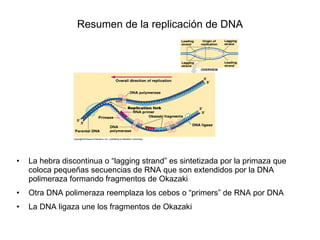 Resumen de la replicación de DNA La hebra discontinua o “lagging strand” es sintetizada por la primaza que coloca pequeñas secuencias de RNA que son extendidos por la DNA polimeraza formando fragmentos de Okazaki Otra DNA polimeraza reemplaza los cebos o “primers” de RNA por DNA La DNA ligaza une los fragmentos de Okazaki 