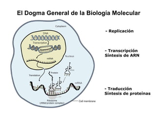 El Dogma General de la Biología Molecular - Replicación - Transcripción Síntesis de ARN - Traducción Síntesis de proteínas 
