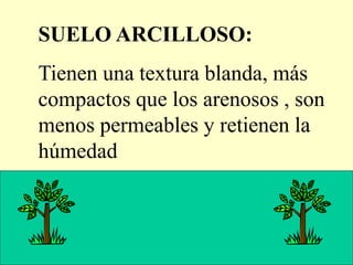SUELO ARCILLOSO:
Tienen una textura blanda, más
compactos que los arenosos , son
menos permeables y retienen la
húmedad
 