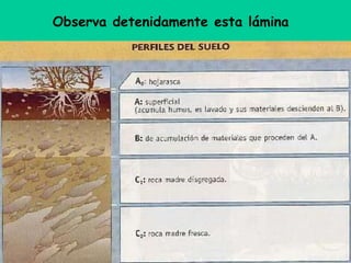 Observa detenidamente esta lámina
 
