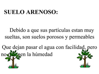 SUELO ARENOSO:   Debido a que sus partículas estan muy sueltas, son suelos porosos y permeables Que dejan pasar el agua con facilidad, pero no retienen la húmedad   