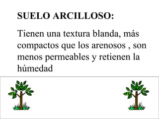 SUELO ARCILLOSO: Tienen una textura blanda, más compactos que los arenosos , son menos permeables y retienen la húmedad  