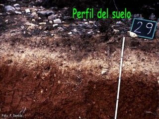 Perfil del suelo 